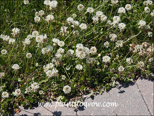 Growing in the lawn during a dry period.